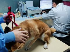 -顺强宠物诊所·狂犬免疫·夜诊·骨科(嘉定店)