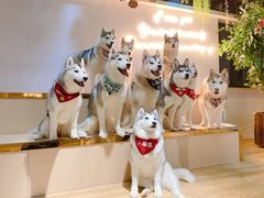 -Husky Go! 哈士奇体验馆·宠物咖啡厅狗咖