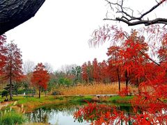 -东湖落雁景区