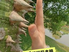 -中国科学院西双版纳热带植物园