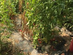 -万源龙顺度假庄园生态观光园