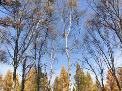 -塞罕坝国家级自然保护区