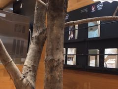 -茶颜悦色(登高路上店)