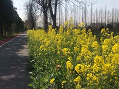 -上海长兴岛郊野公园