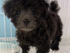 -翊宠yipet猫狗购宠庄园犬舍•猫舍