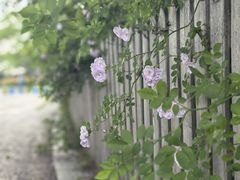 -贡湖湾湿地公园