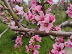 -南汇桃花村