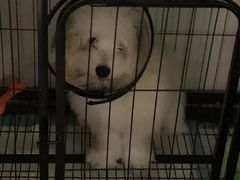 -乐琪宠物医院·犬猫专科·骨外科·急重症