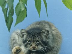 -青藏高原野生动物园