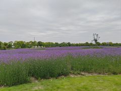 -海上花岛玫瑰园采摘