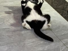 -瑞派动物医院·猫专科·至诚(江南中分院)