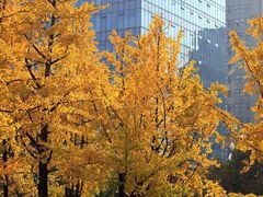 -重庆市江北嘴中央商务区中央公园