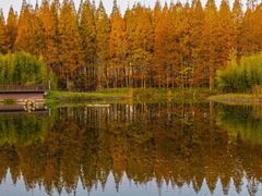 -黄海国家森林公园