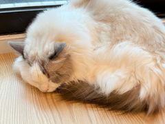 -有喵·猫咖·狗咖·40+猫狗有小奶狗(岗厦店)