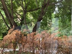 -铜锣湾·有麝自然香(渝北财富中心店)