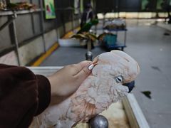 -柳州市动物园