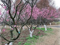 -上海海湾国家森林公园