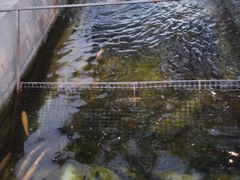 -北京龙庆四季香农家饭庄·灶台鱼·碳烤虹鳟鱼(龙庆峡店)