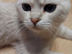 -Umiao与猫咖啡 猫咖