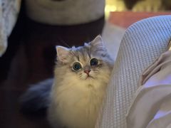 -猫大福·Fortune Cat猫舍(百子湾店)