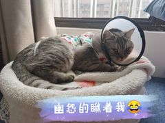 -福州肆爪动物医院