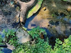 -白水寺森林公园