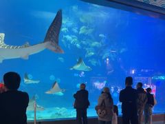 -烟台海昌鲸鲨海洋公园