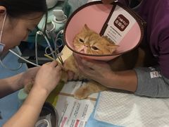 -伟伟宠物医院·CT影像中心·瑞派犬猫综合性门诊(汉口总院)