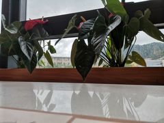 -粤点越有·茶点·粤菜(樵岭国际店)