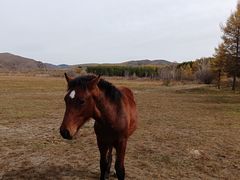 -塞罕坝国家级自然保护区