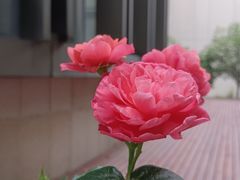 -柏斯琴行(汾阳店)