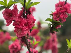 -南国桃园旅游度假区