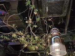 -枚青·临安酒肆(腾飞大厦店)
