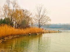 -大兴滨河森林公园