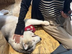 -Husky Go! 哈士奇体验馆·宠物咖啡厅狗咖