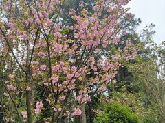 -铁山坪森林公园