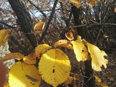 -帽儿山国家森林公园