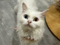 -楼上猫咖(罗湖店)