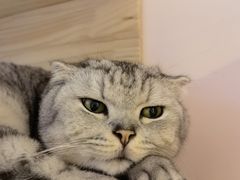 -猫咪派对(江南西店)