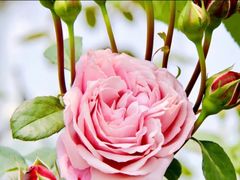 -前小桔亲子创意农场·草莓采摘·露营烧烤