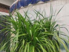 -巴山·烤全羊(高新总店)