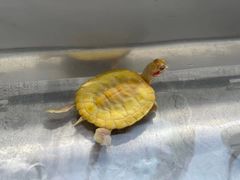 -灵龟之家百象馆(百象馆联合旗舰店)