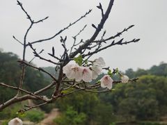 -世间香境·七溪地