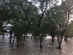 -宝安西湾红树林湿地公园