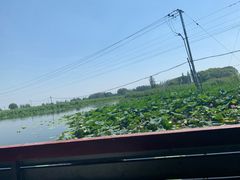-白洋淀景区