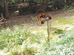 -成都大熊猫繁育研究基地