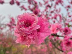 -秀丽东方