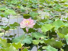 -荷塘月色湿地公园·向阳花洲