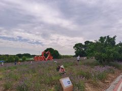 -西京湾花海