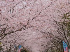 -高东镇樱花园